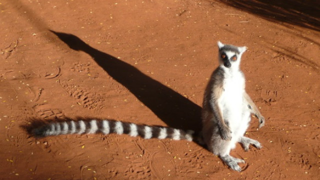 Lemur